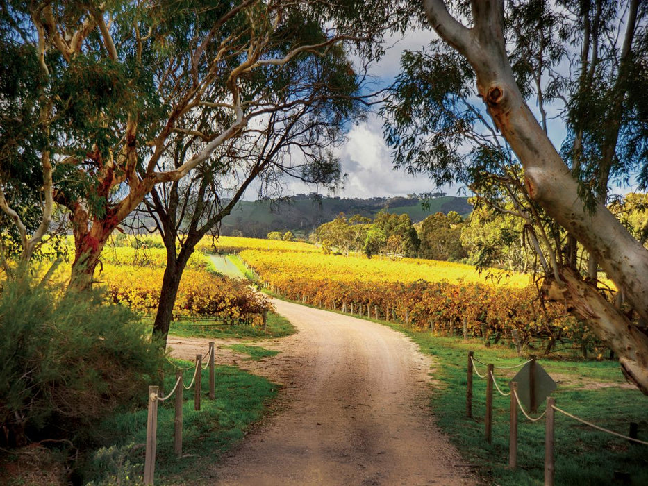 Mclaren Vale Winery Experience