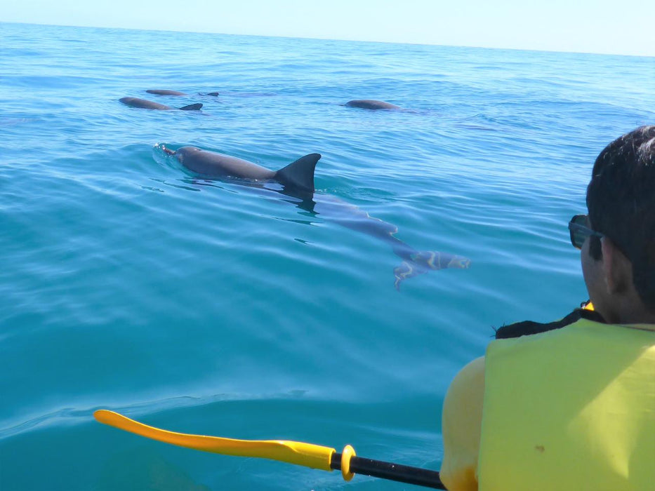 Noosa Dolphin View Sea Kayak & Beach 4X4 Adventure - Day Tour