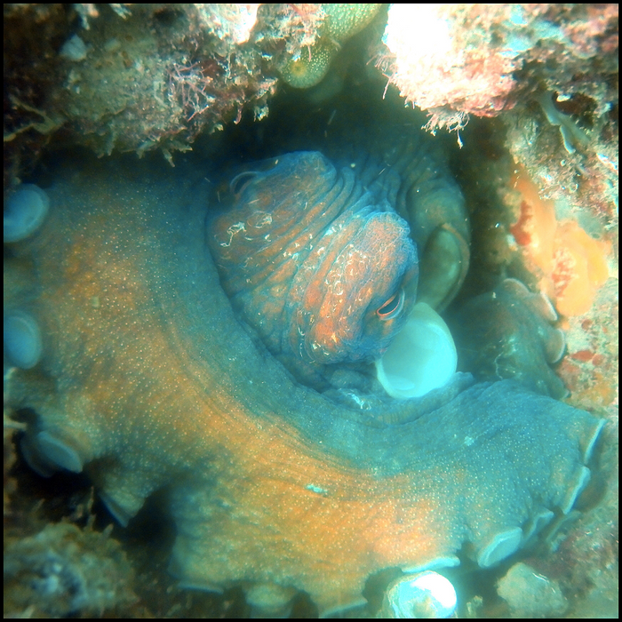 Ex-Hmas Brisbane Double Dive