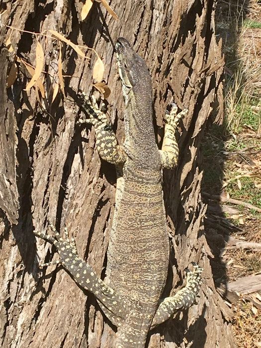 Australian Bush Delights - Hattah National Park Tour