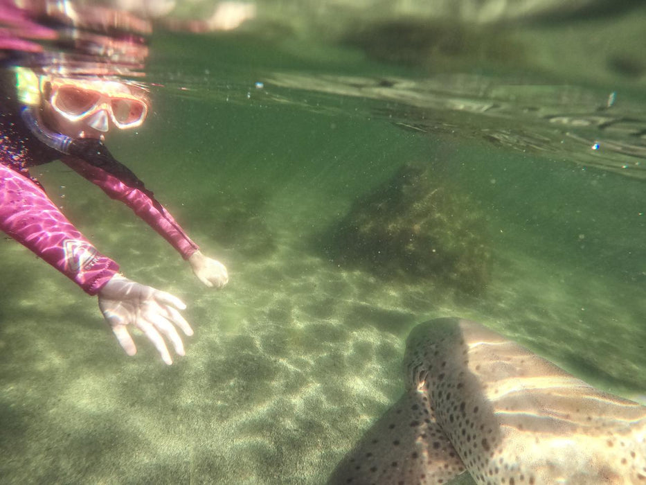 Zebra Shark Snorkel With Entry Pass