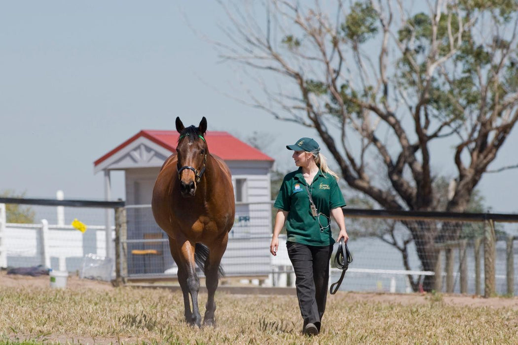 Half Day Racehorse Tour