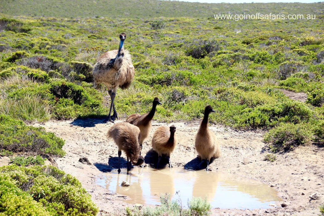 Coffin Bay Oysters, Ocean And Nature Tour - Full Day