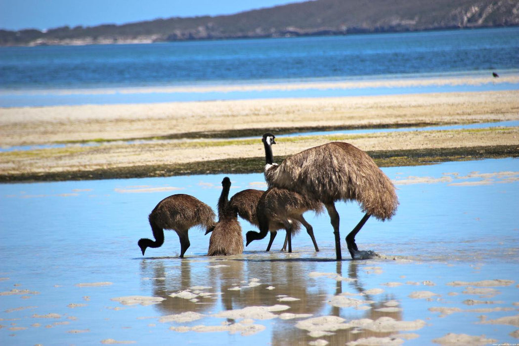 Coffin Bay Oysters, Ocean And Nature Tour - Full Day