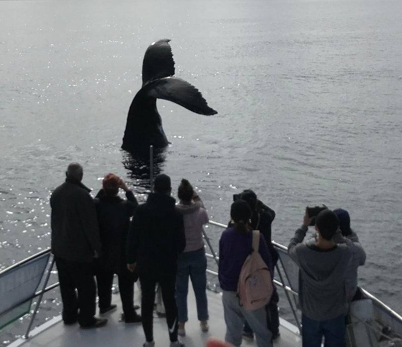 Dunsborough Whale Watching