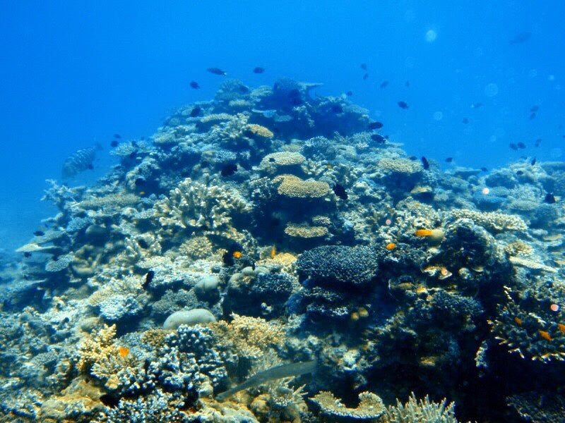 Snorkel With Turtles At Mudjimba Island