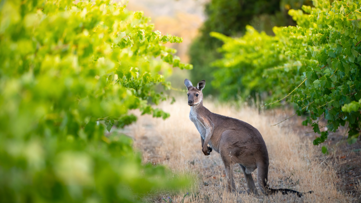 Sip, Savour, And Discover: Mclaren Vale's Sustainable Wine Journey - Private Tour