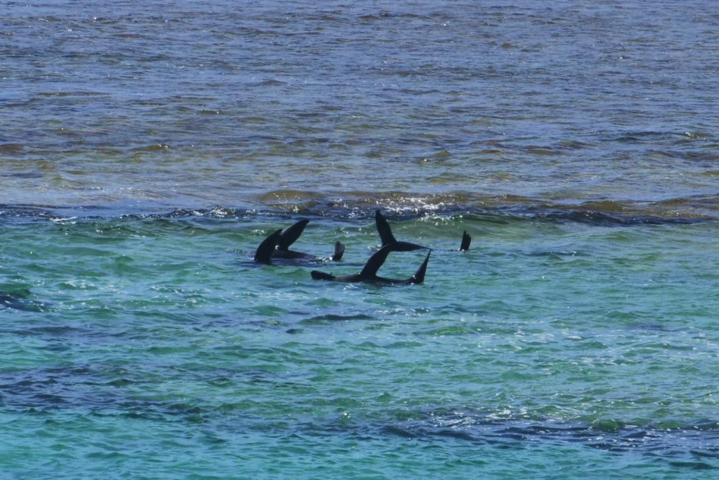 Rottnest Photographic Day Tour Without Ferry