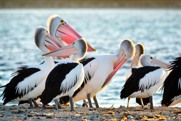 Winter Wildlife Cruise Includes Fresh Fish & Chips Lunch