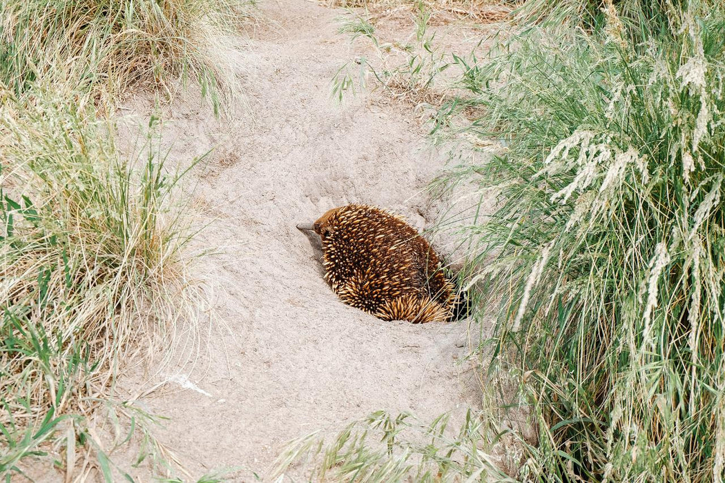 Phillip Island & Penguin Parade Day Tour