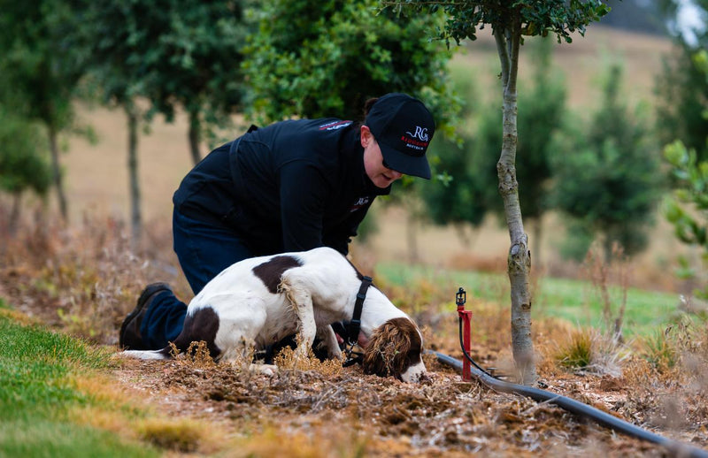 Truffle Hunt, Touch And Taste