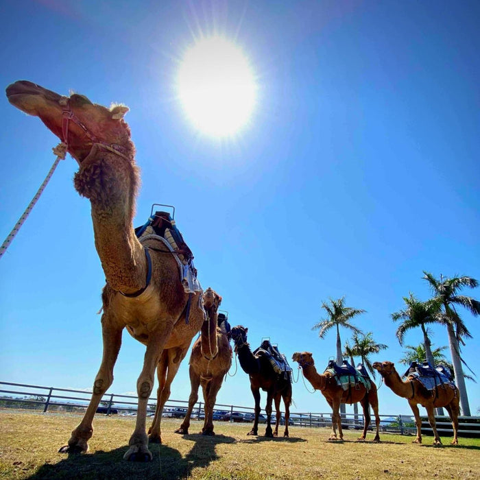 Camel Ride