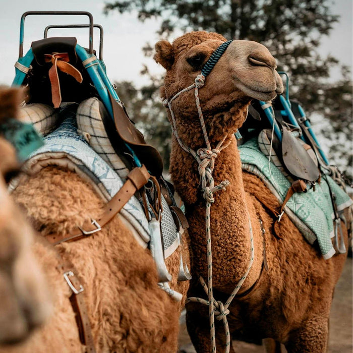 Camel Ride