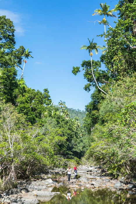 Segway Rainforest Discovery Tour