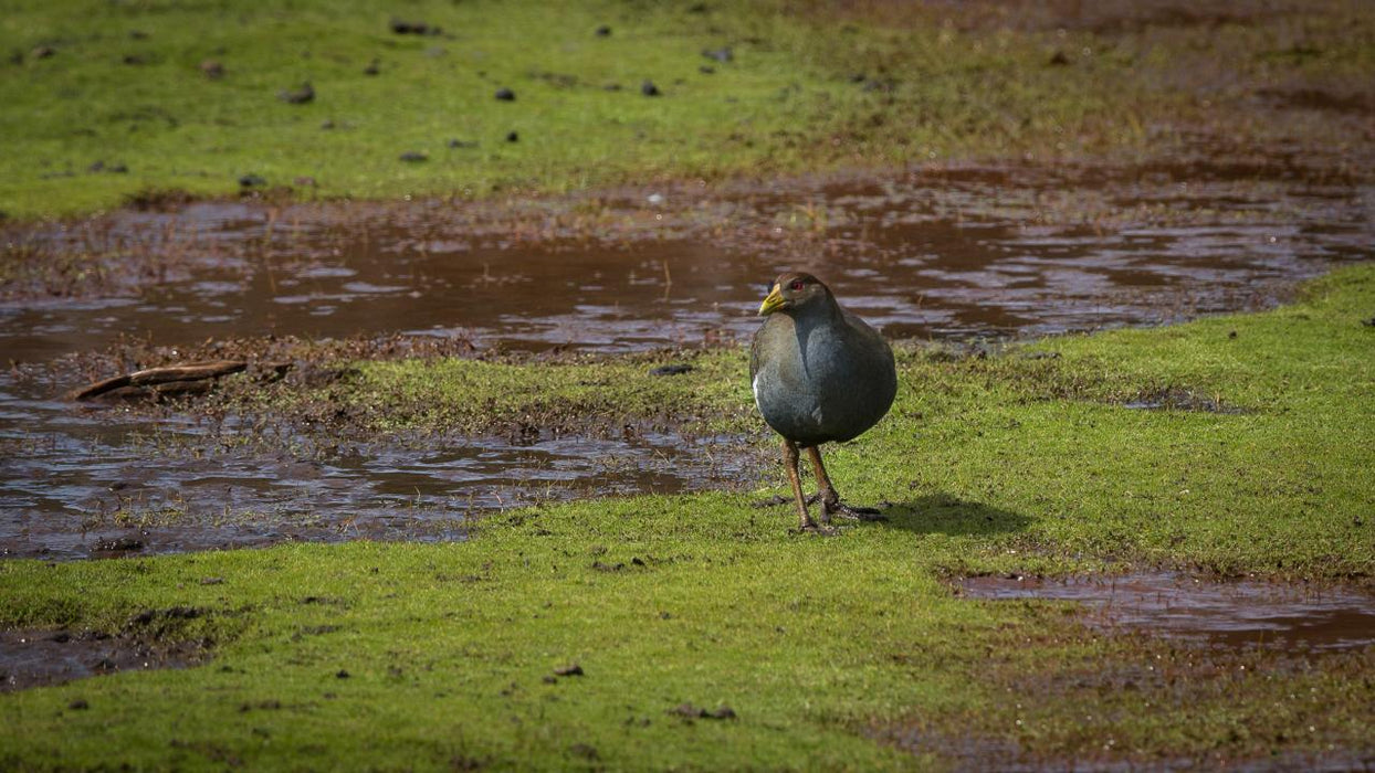 Maria Island National Park - Premium Private Photo-Oriented Day Tour