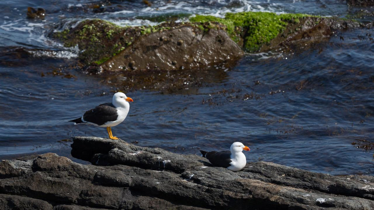 Maria Island National Park - Premium Private Photo-Oriented Day Tour