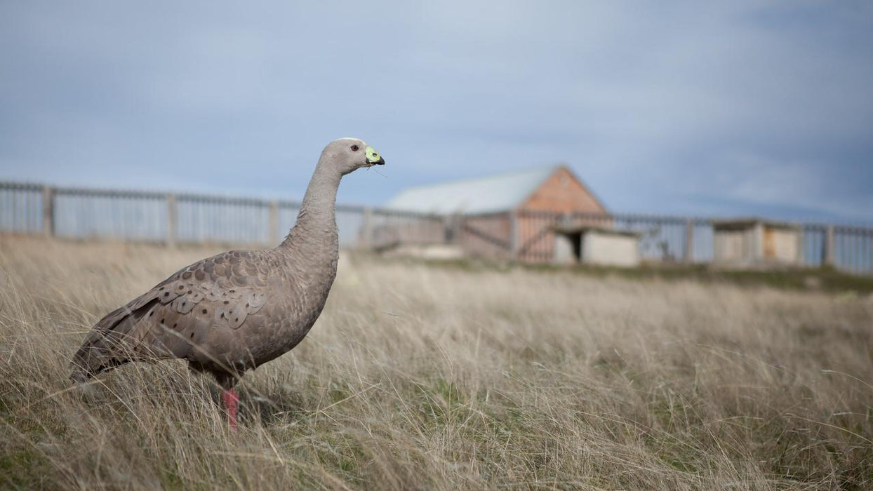 Maria Island National Park - Premium Private Photo-Oriented Day Tour