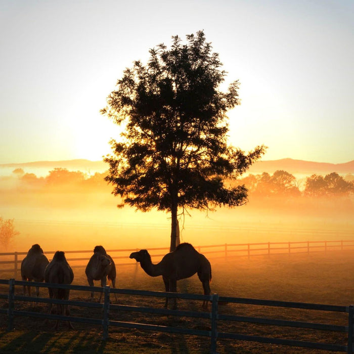 Sunrise Camel Ride