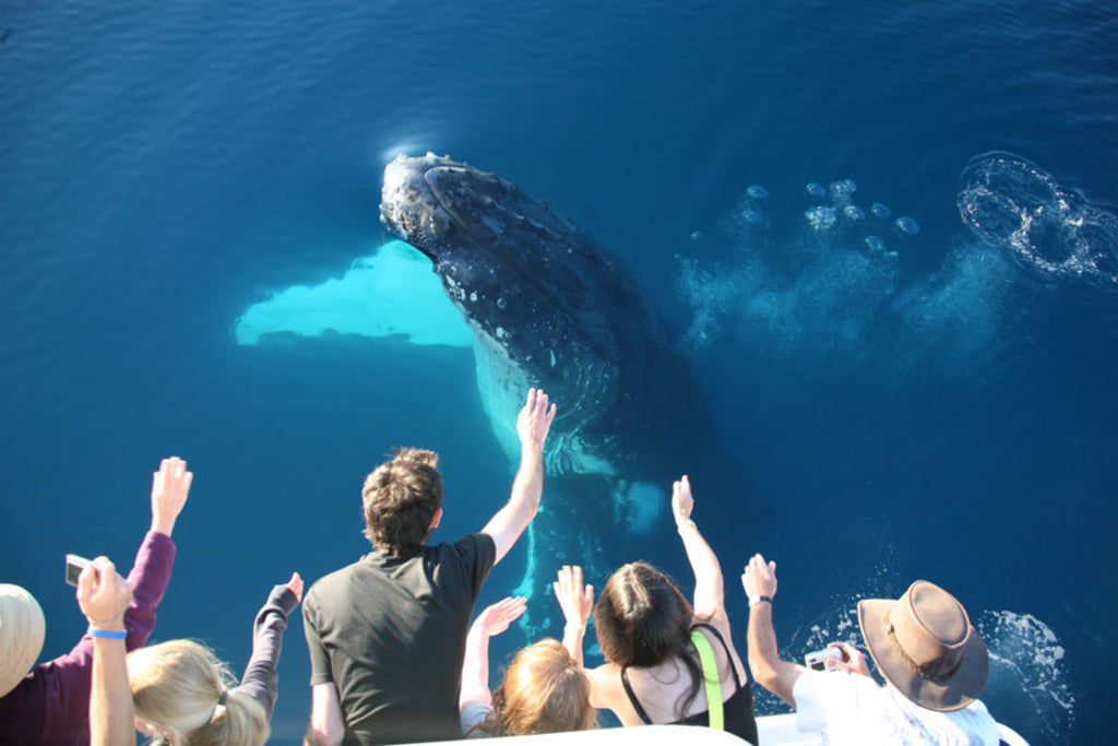 Half Day Whale Watching Encounter