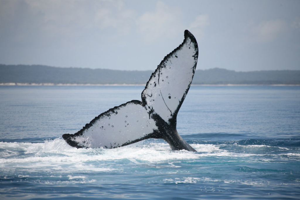 Half Day Whale Watching Encounter