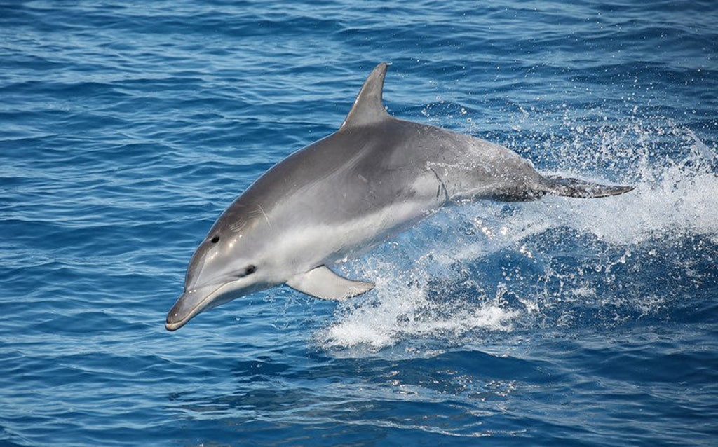 Half Day Whale Watching Encounter