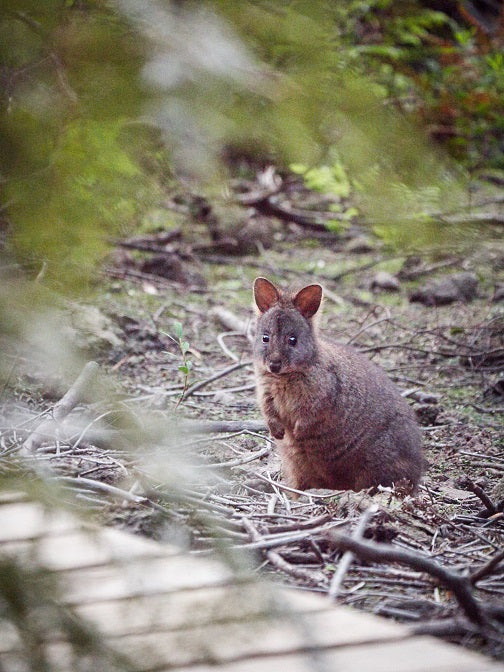 Three Capes & Tukana & Tasman Peninsula Off Peak Explorer - Lutruwita Tasmania - 3 Days