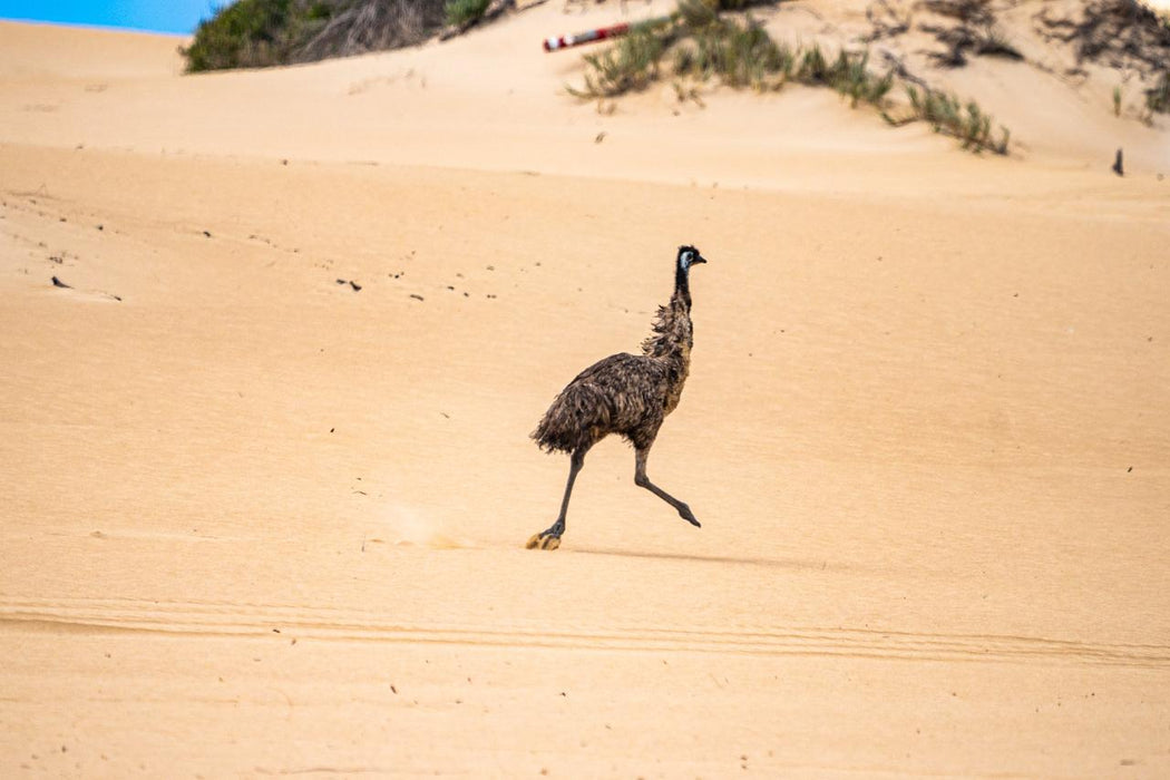 Port Lincoln - Wildlife, Sightseeing & 4Wd Tour