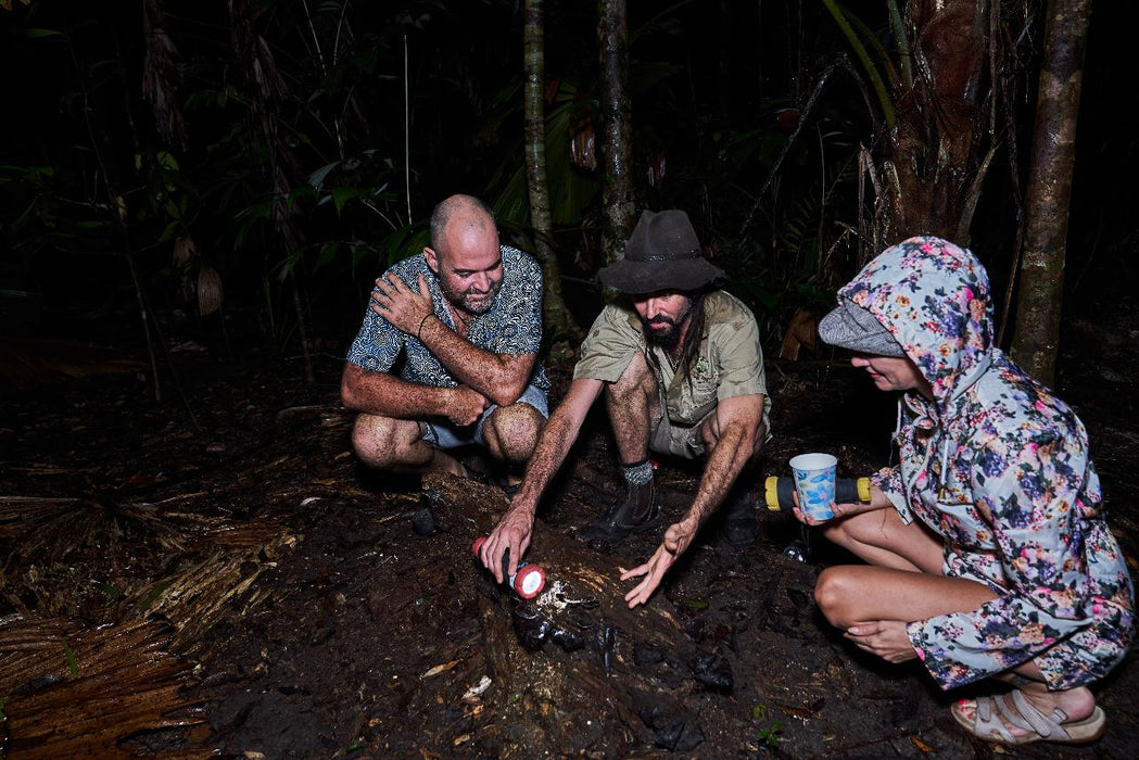 Daintree Rainforest Night Walk Tour