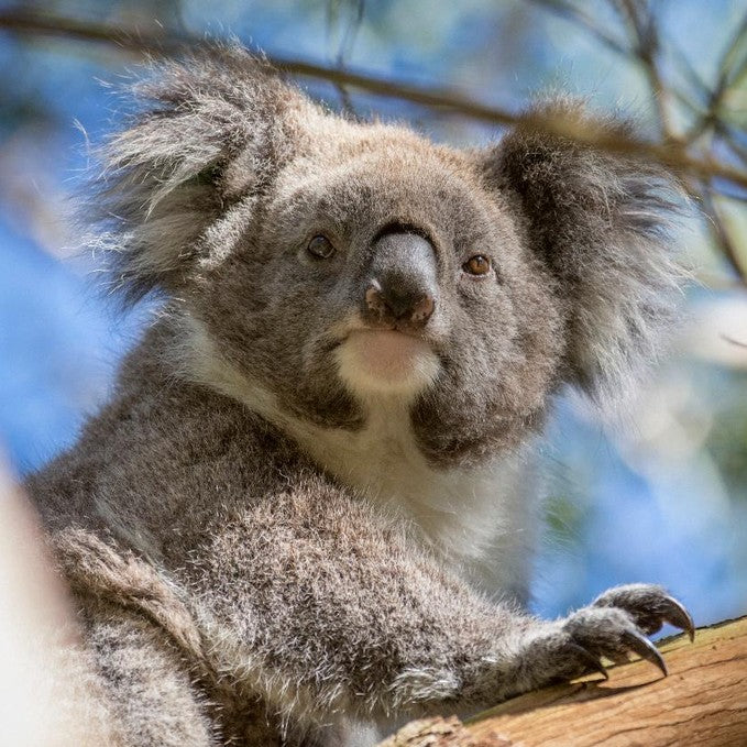 Wildlife Tours Australia: 1 Day Hunter Valley Winery Tour - Sydney