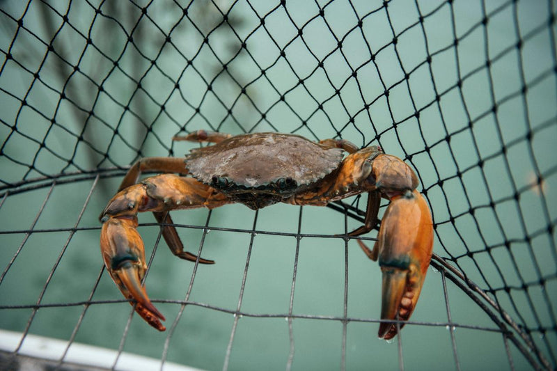 Mud Crabbing Adventure