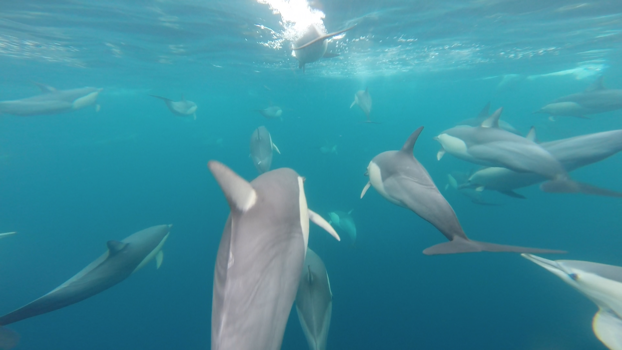 Wild Dolphin Watch