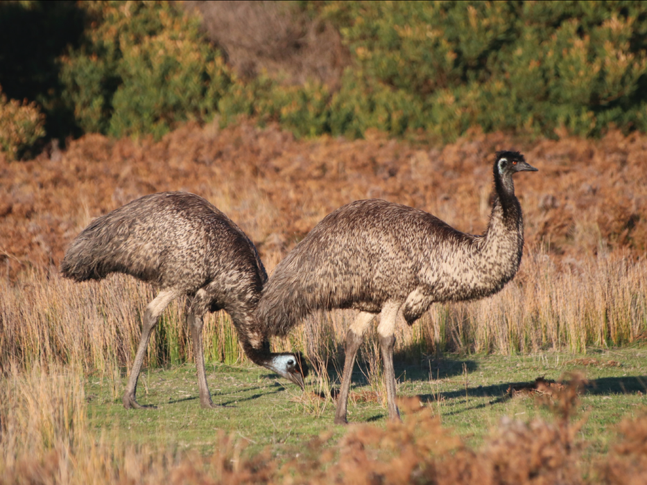 Best Of Wildlife And Birds Tour - Canberra