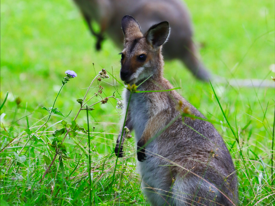 Best Of Wildlife And Birds Tour - Canberra