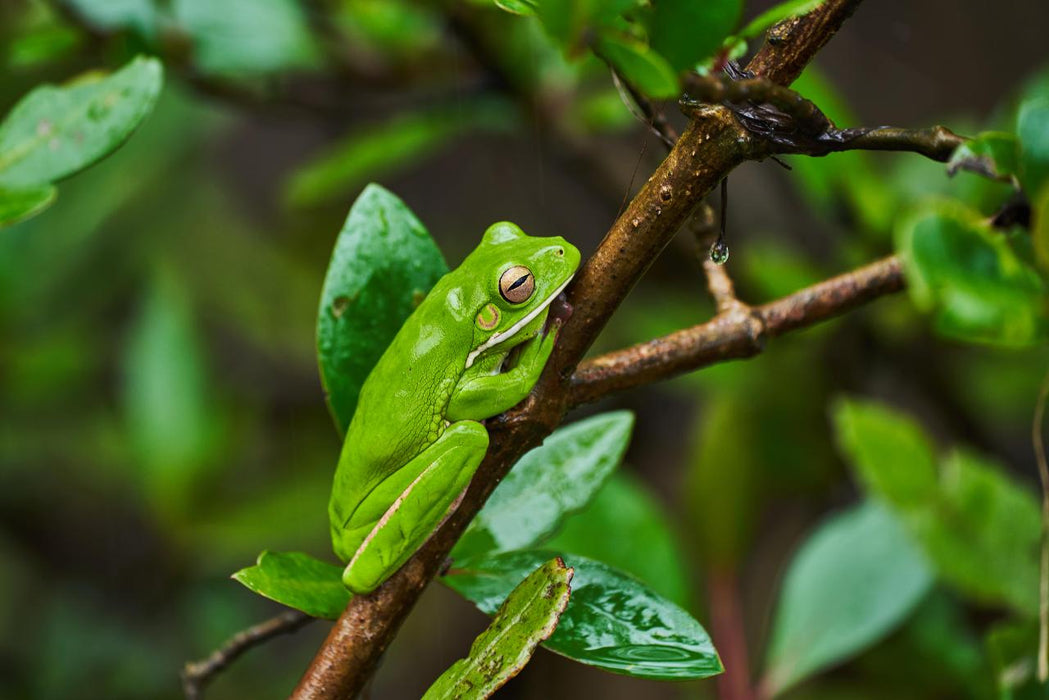 Daintree Rainforest Night Walk Tour