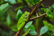 Daintree Rainforest Night Walk Tour