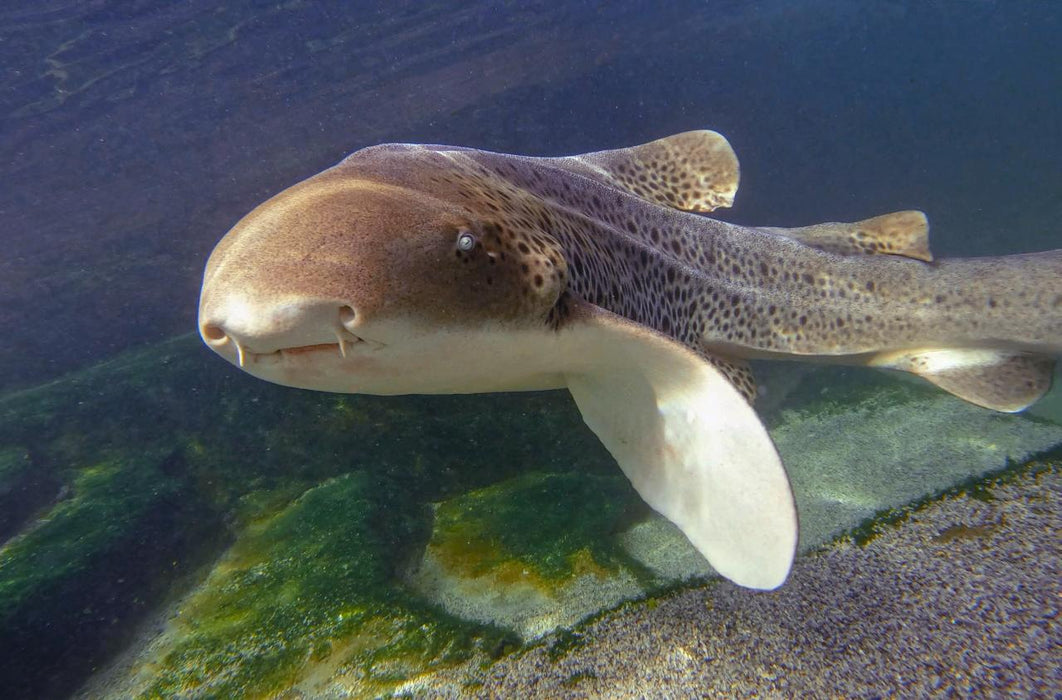 Zebra Shark Snorkel With Entry Pass