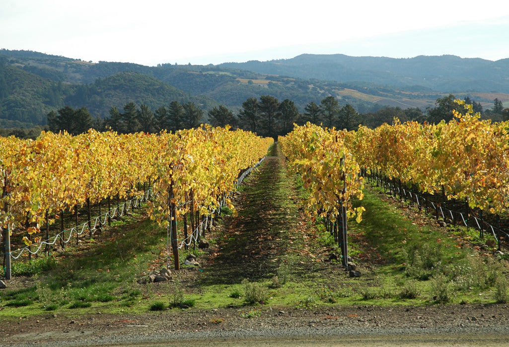 Swan Valley Winery & Brewery Tour With Lunch