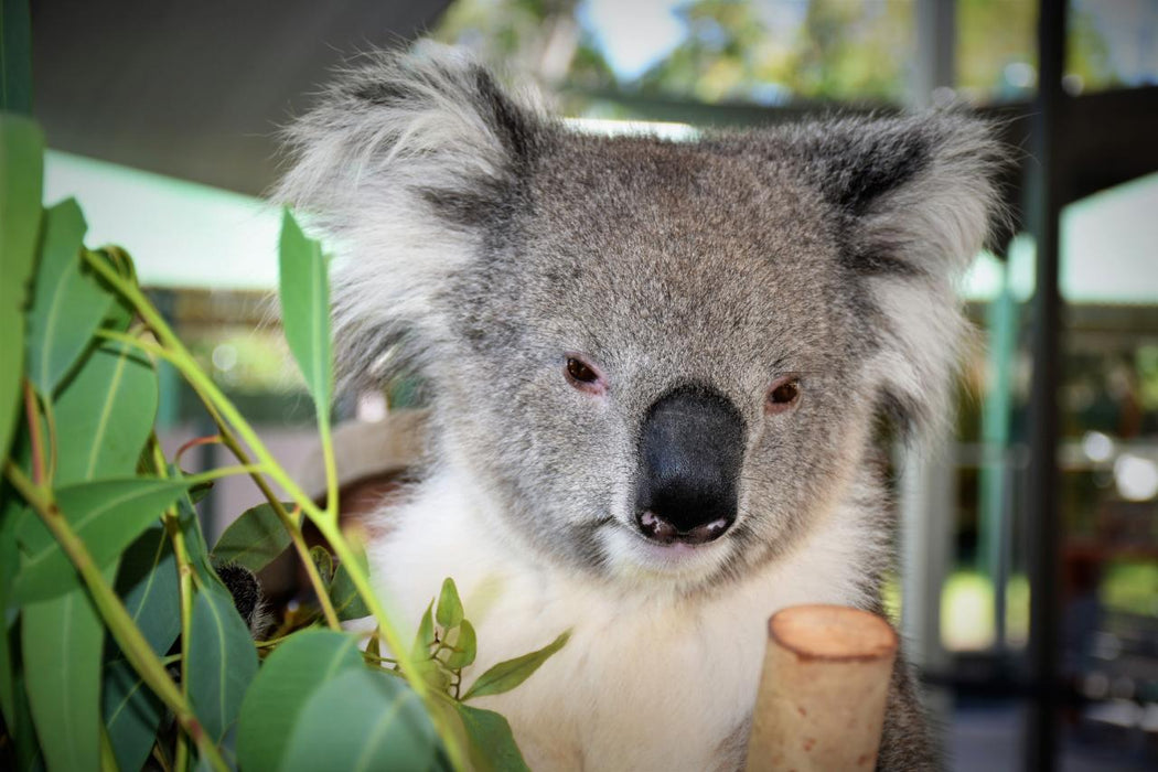 Yanchep, Lancelin, And Pinnacles Exclusive Private Full Day Tour