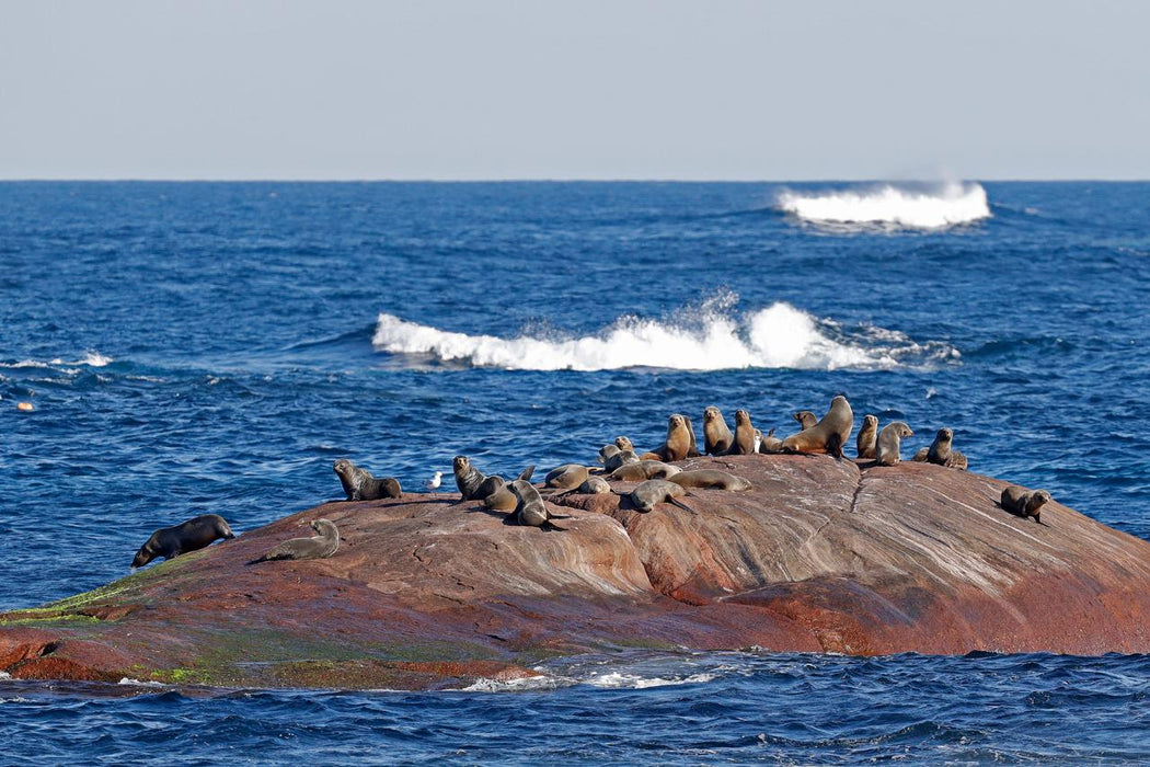 Augusta Whale Watching Eco Tours - We Wander