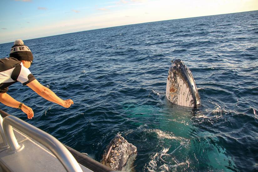 Augusta Whale Watching Eco Tours - We Wander