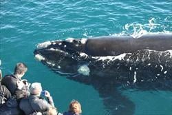 Augusta Whale Watching Eco Tours - We Wander