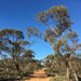 Australian Bush Delights - Hattah National Park Tour - We Wander