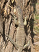 Australian Bush Delights - Hattah National Park Tour - We Wander