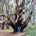 Australian Bush Delights - Hattah National Park Tour - We Wander