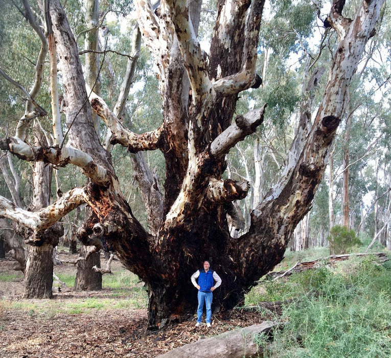 Australian Bush Delights - Hattah National Park Tour - We Wander