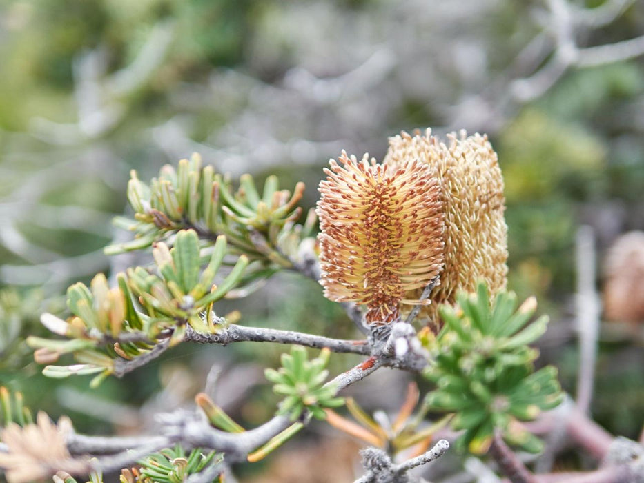 Three Capes & Tukana & Tasman Peninsula Off Peak Explorer - Lutruwita Tasmania - 3 Days