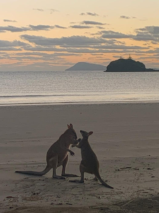 Beach Sunrise With The Wallabies - We Wander