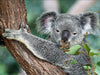 Best Of Wildlife And Birds Tour - Canberra - We Wander