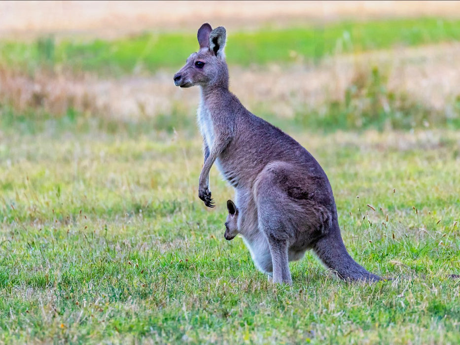 Best Of Wildlife And Birds Tour - Canberra - We Wander