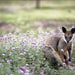 Best Of Wildlife And Birds Tour - Canberra - We Wander